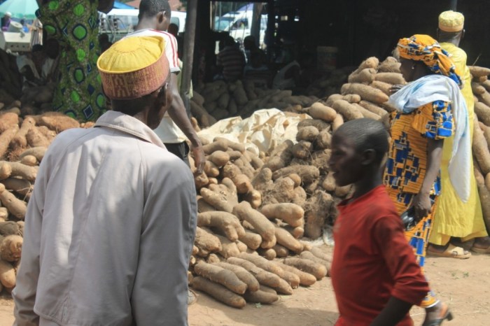 African Yams - Eggon Market Nasarawa State