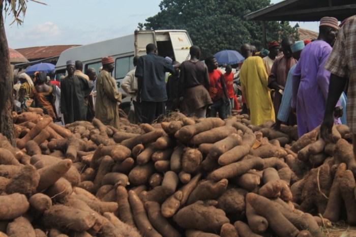 African Yams - Eggon Market Nasarawa 