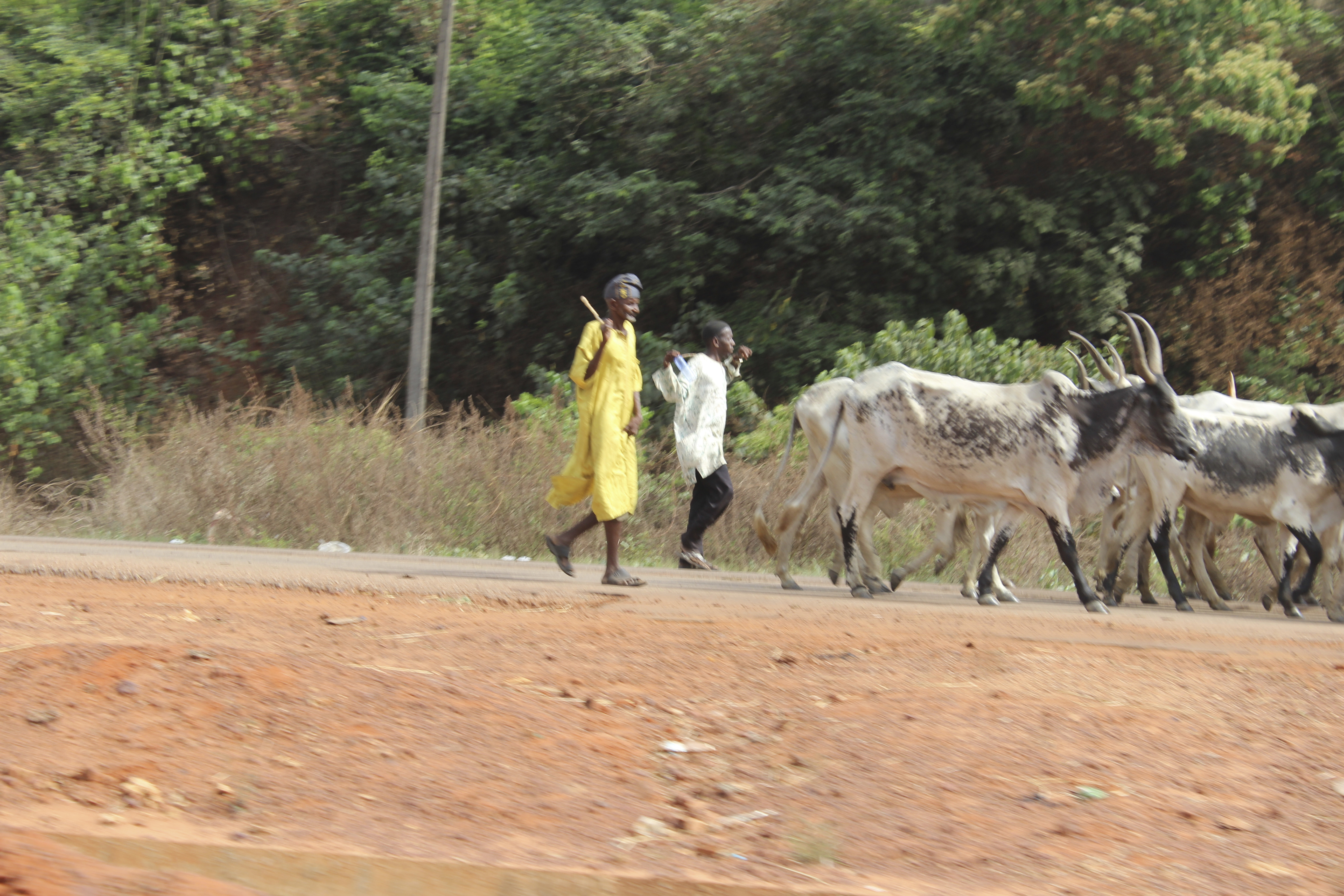 Fulani Herdsmen and Cattle in Enugu State, Nigeria. #JujuFilms