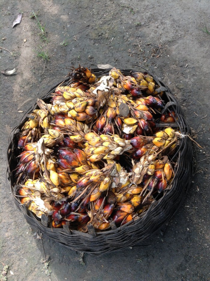 Palm Kernel 
