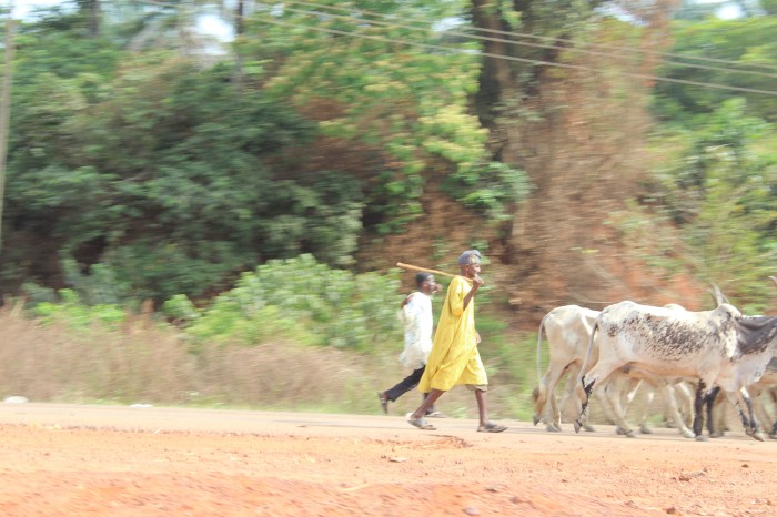 Fulani Cattle Herdsmen