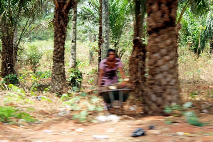Palm Kernel Farmer