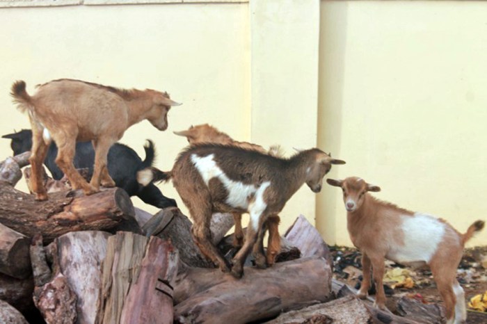 Nigerian Goats