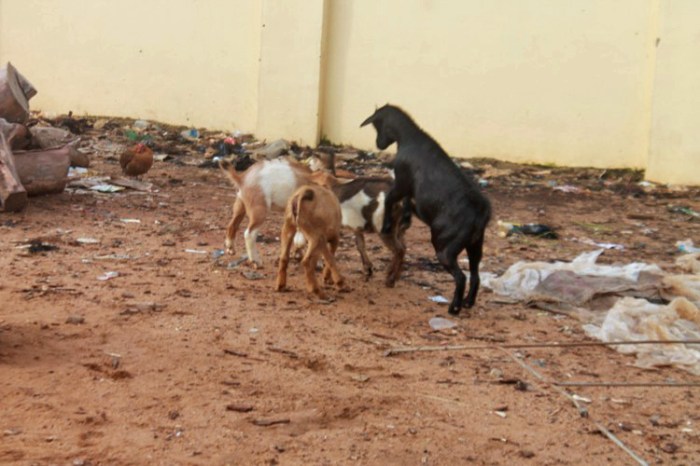 Nigerian Goats