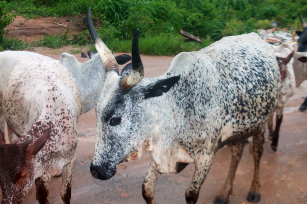 Nigerian Cattle