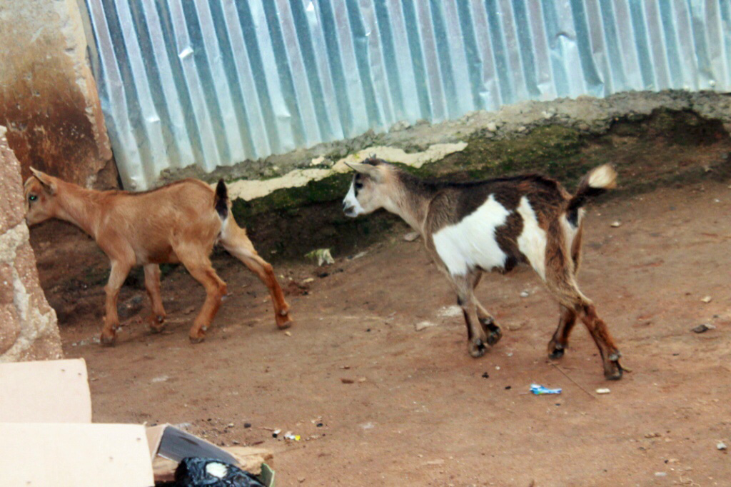 Nigerian Goats