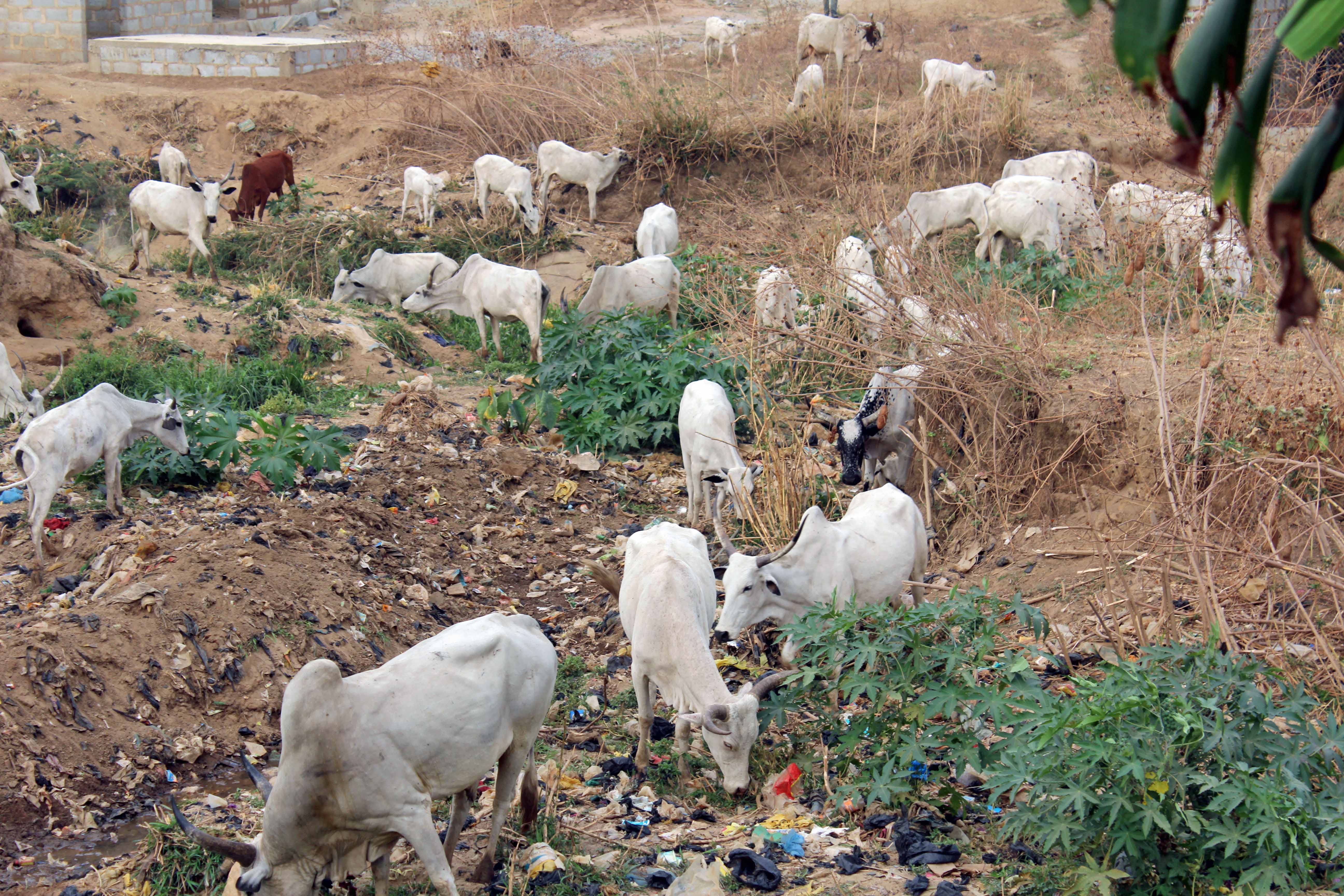 Cattle Bwari LGA Abuja Nigeria
