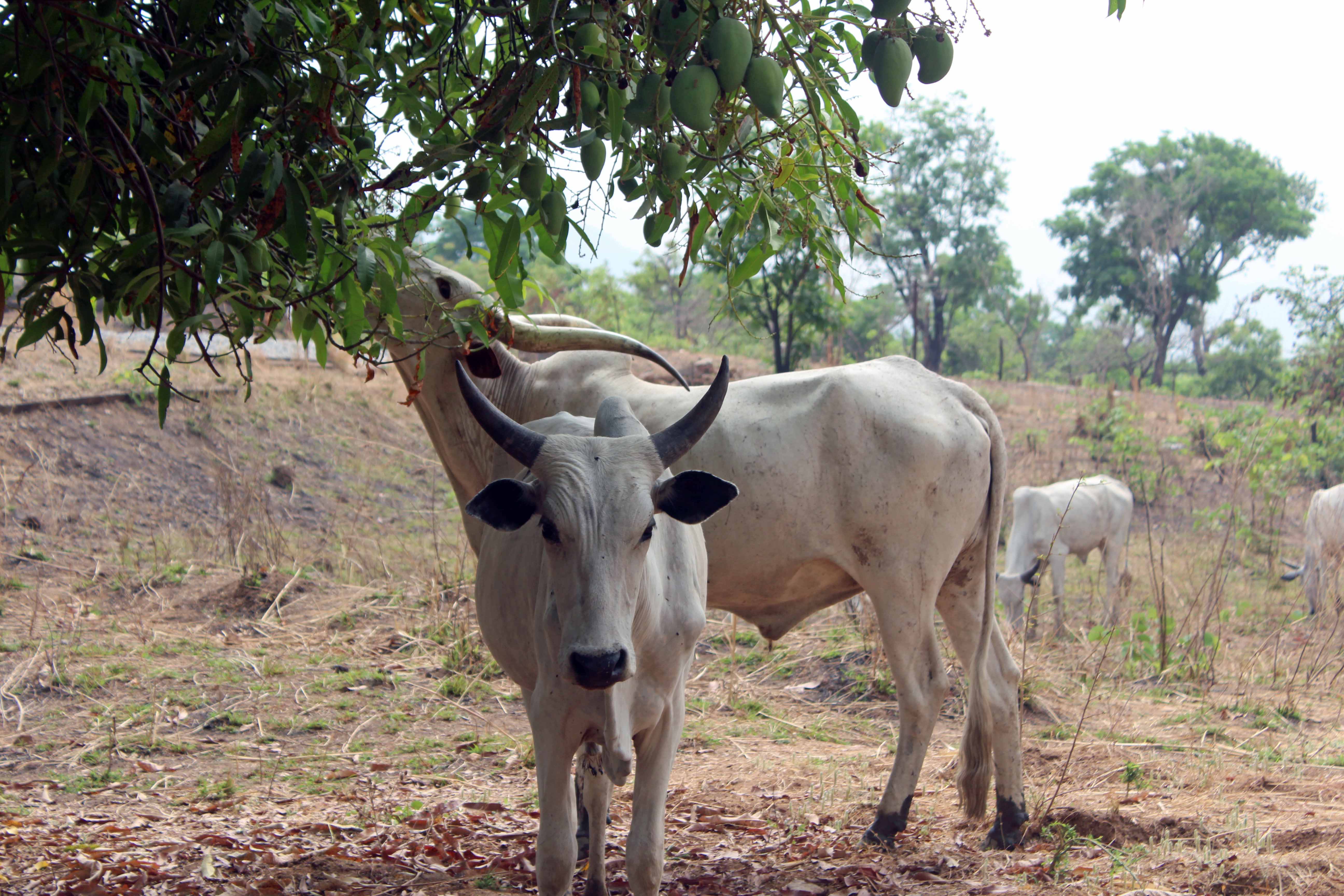 Cattle Langa Langa Village