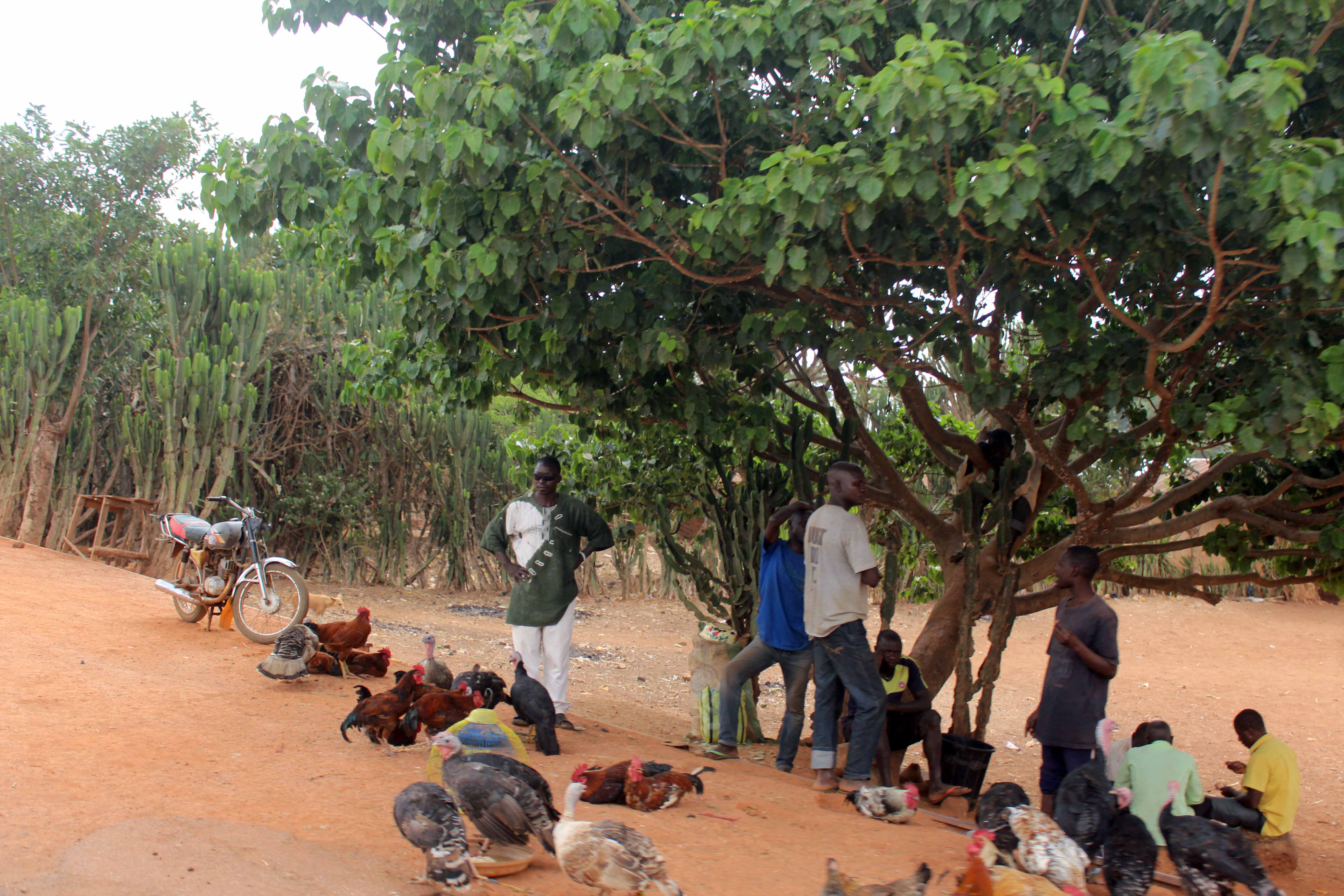 Roadside Poultry Market Kaduna State Nigeria