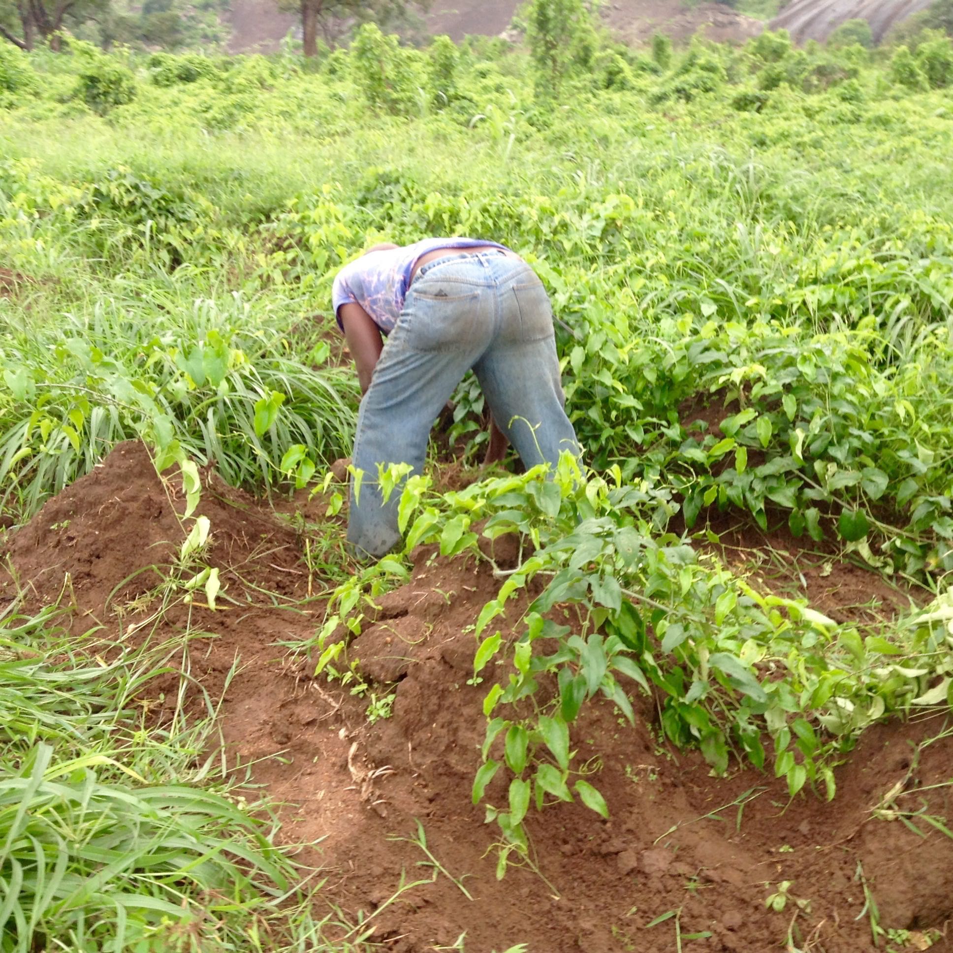 African Yam Farm Ushafa Village Nigeria