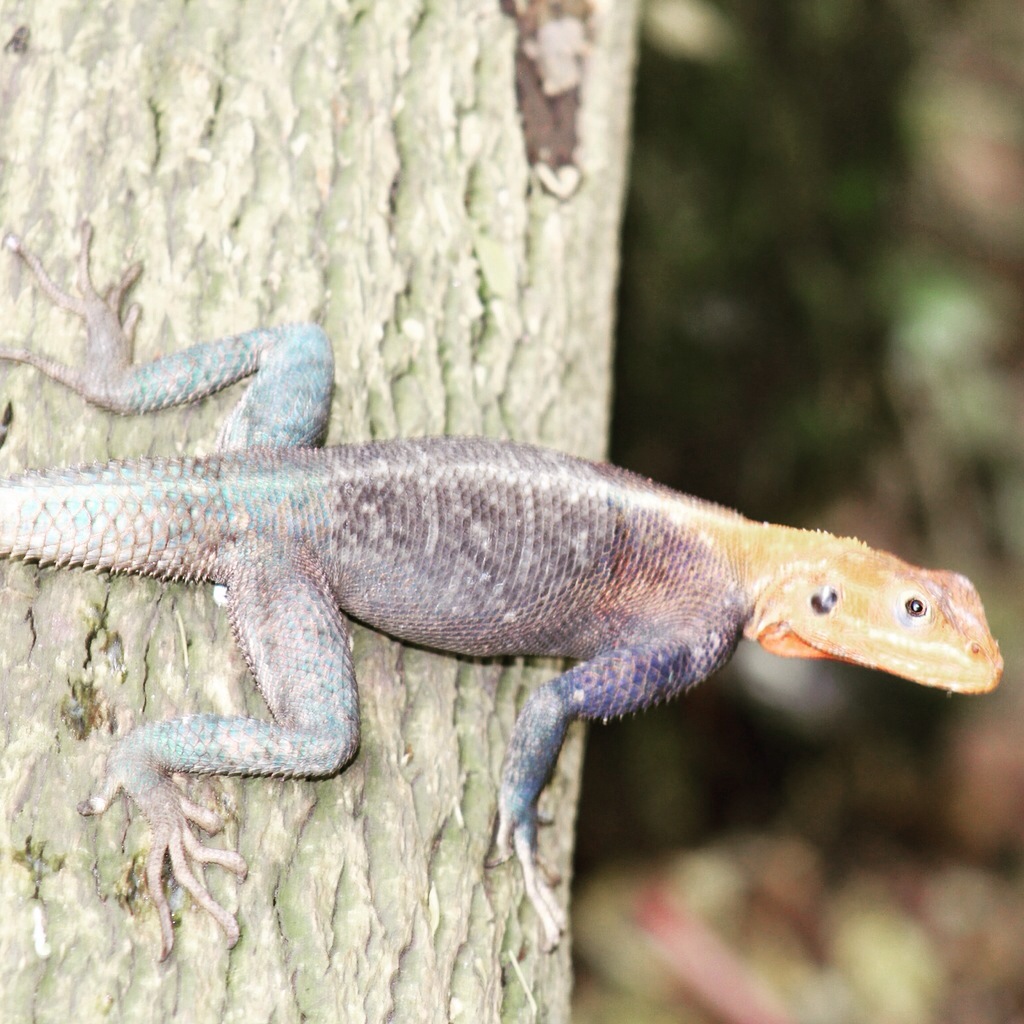 Agama Lizard
