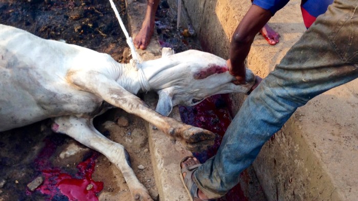 Leading Cow To Slaughter