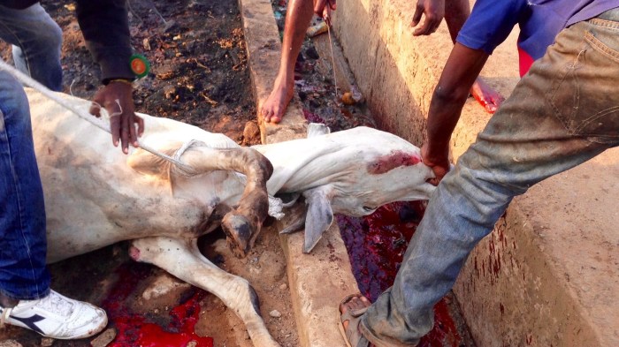 Leading Cow To Slaughter