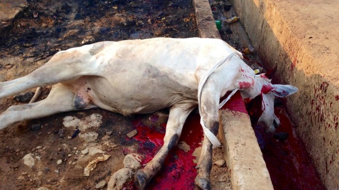 Leading Cow To Slaughter