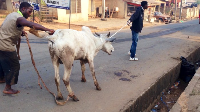 Leading Cow To Slaughter