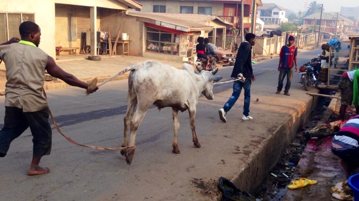 Leading Cow To Slaughter
