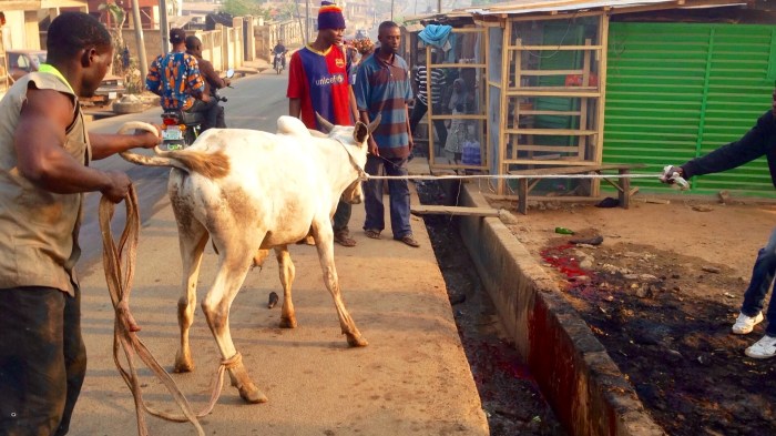 Leading Cow To Slaughter