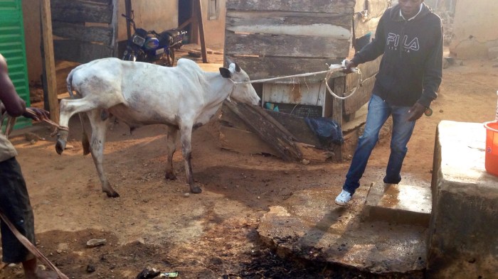Leading Cow To Slaughter