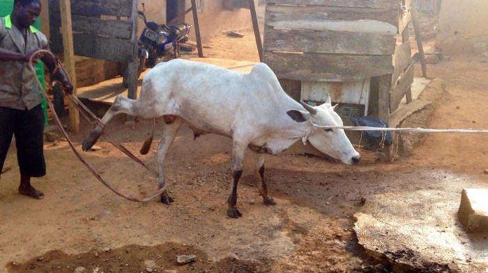 Leading Cow To Slaughter