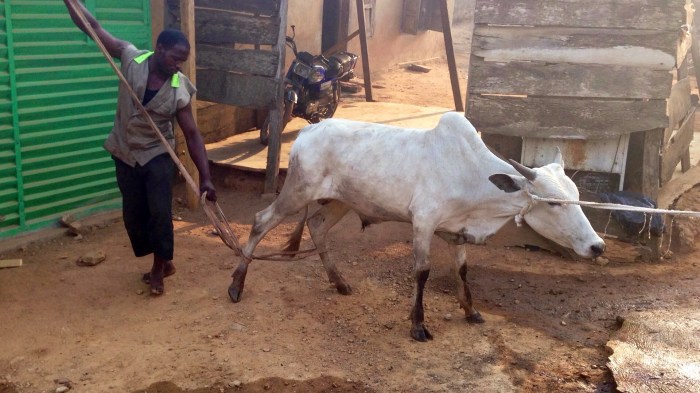 Leading Cow To Slaughter