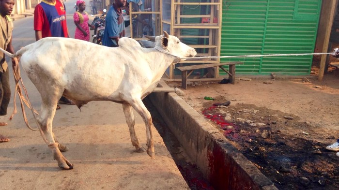 Leading Cow To Slaughter