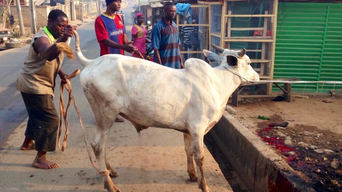 Leading Cow To Slaughter