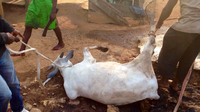 Leading Cow To Slaughter