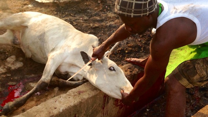 Leading Cow To Slaughter