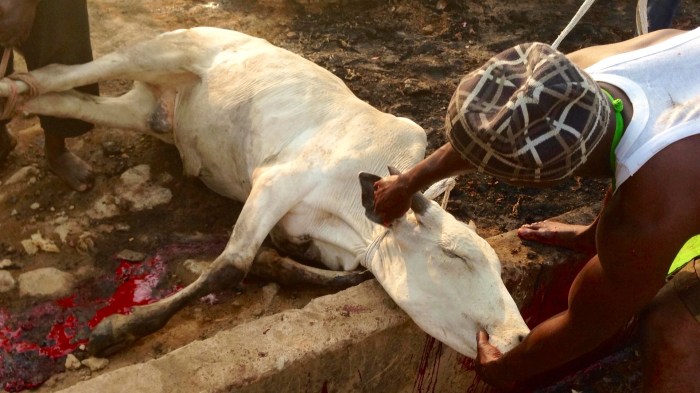 Leading Cow To Slaughter