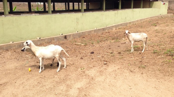 Nigerian Rams