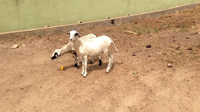 Nigerian Rams