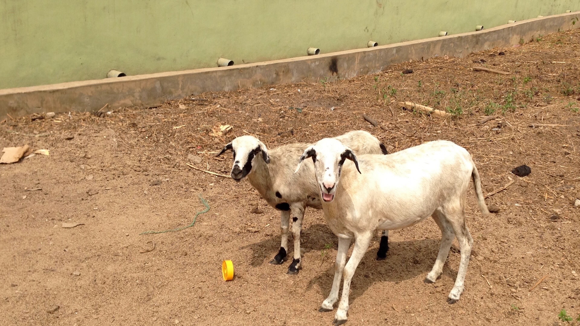 Nigerian Rams