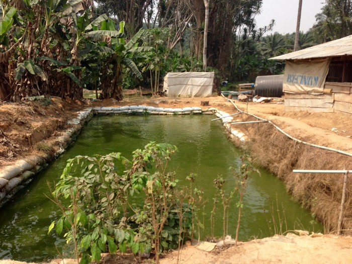 Sustainable Fish Farming Community in Ijebu Imushin Ogun State Nigeria