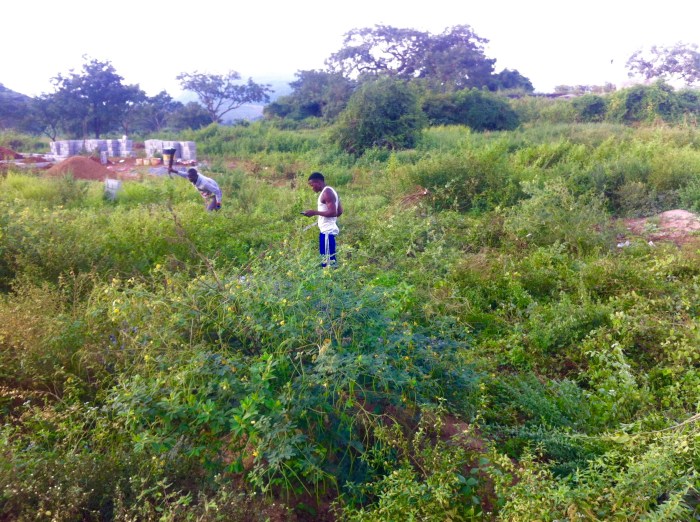 Clearing Grounds For Juju Films Studios and Home Office