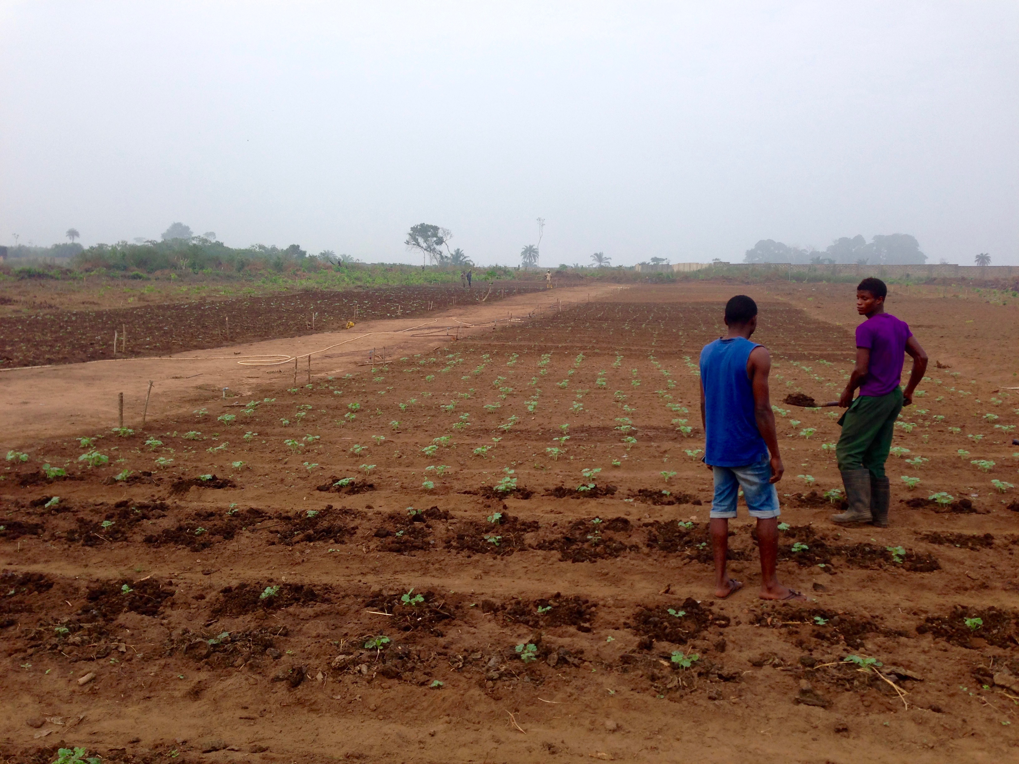 Otedola Integrated Farms in Epe, Lagos State Nigeria