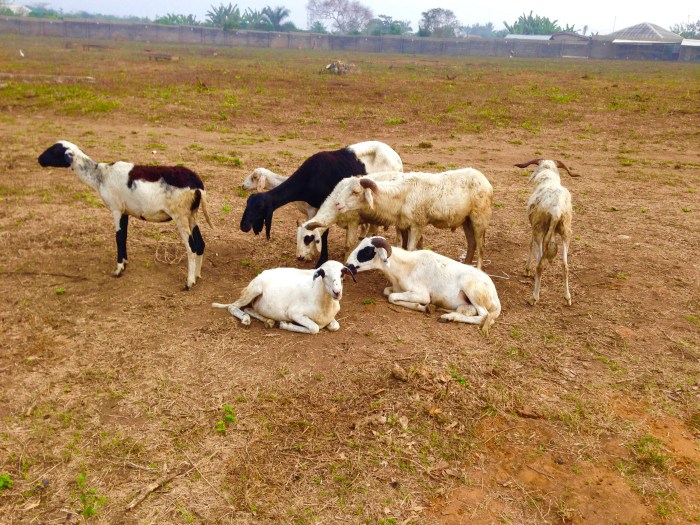 Rams, Otedola Integrated Farms in Epe, Lagos State Nigeria