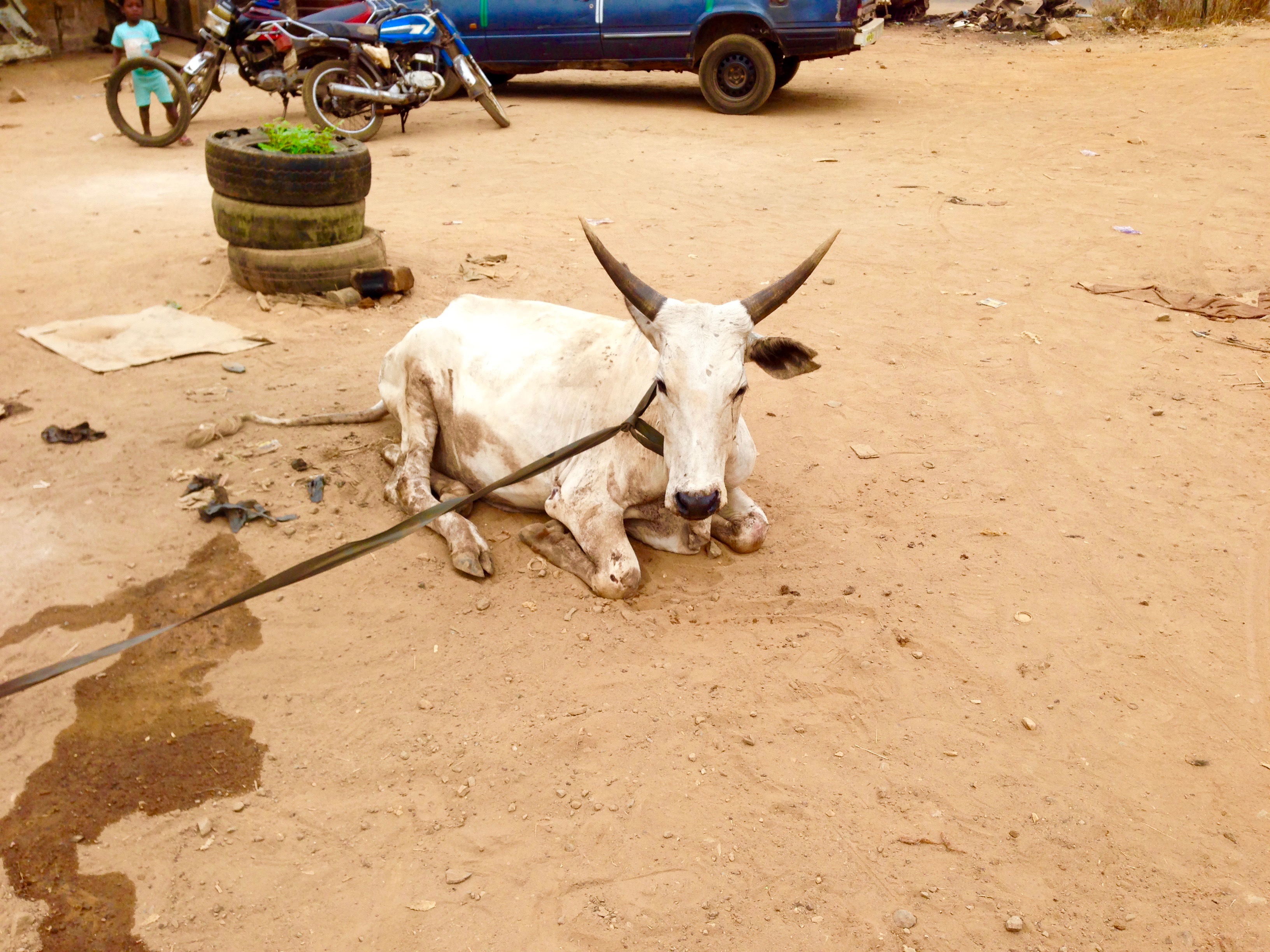 Keteku Cow in Ilesa, Osun State Nigeria.