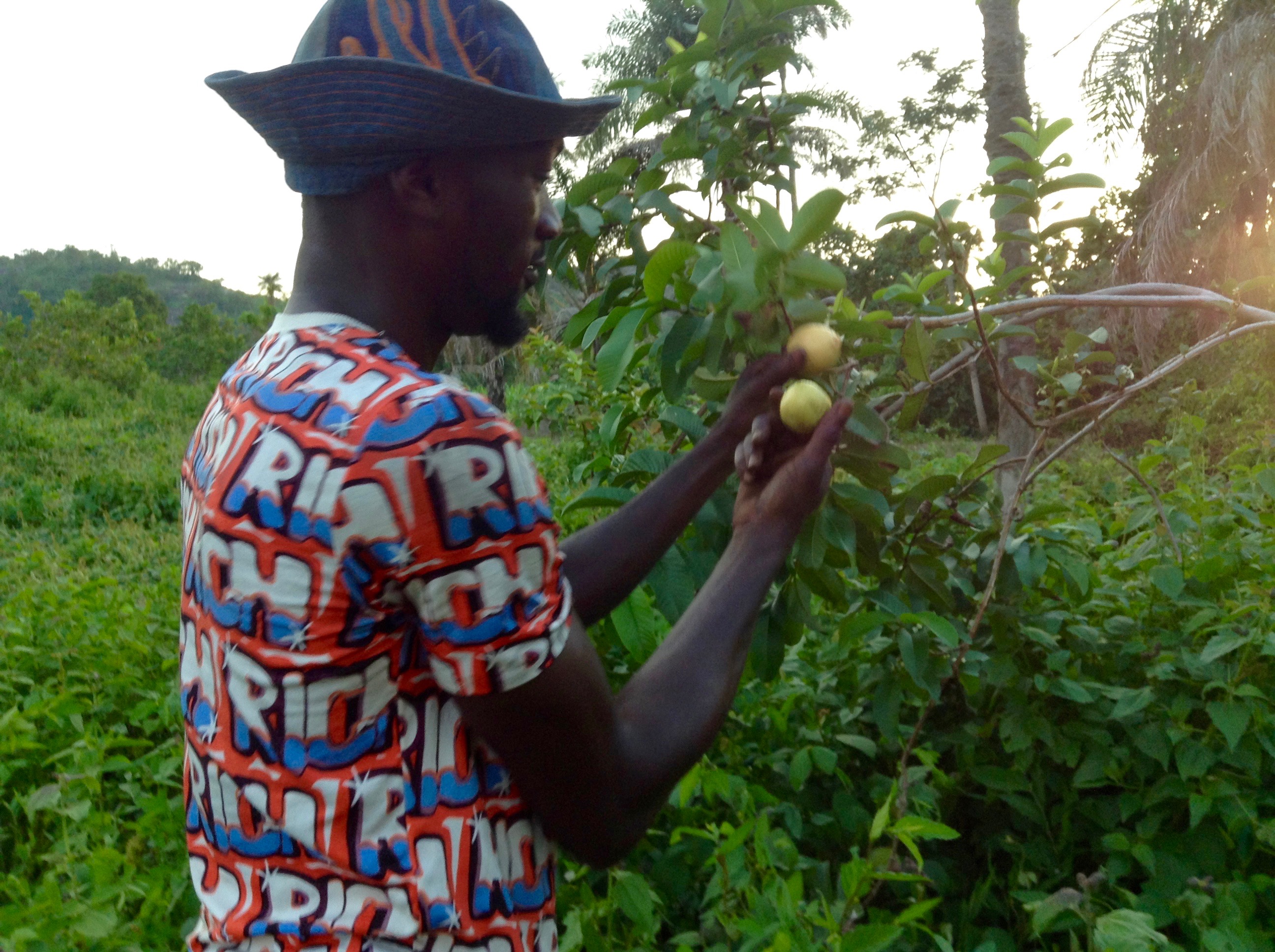 Picking and eating wild guava, Ushafa Village, Nigeria. #JujuFilms
