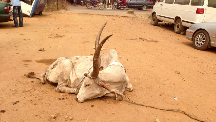 Nigerian Longhorn Cattle, Ilesa, Osun, Nigeria. #JujuFilms