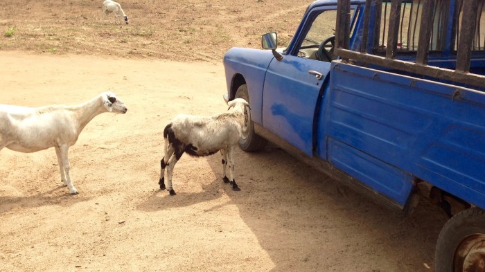 Sheep and a blue Peugeot 404 Pickup truck, Odoragunshin, Epe, Lagos, Nigeria. #JujuFilms