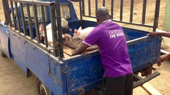 Transporting pigs from Otedola Integrated Farms, Peugeot 404 pickup, Odoragunshin, Epe, Lagos, Nigeria. #JujuFilms