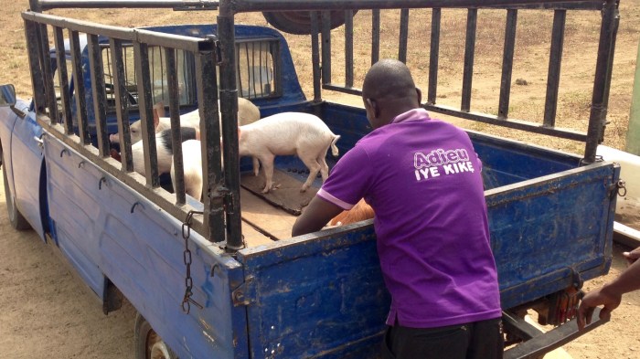 Transporting pigs from Otedola Integrated Farms, Peugeot 404 pickup, Odoragunshin, Epe, Lagos, Nigeria. #JujuFilms