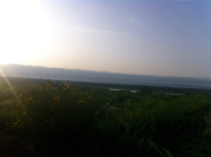 Sunrise on wild sunflowers, Koton-Karifi, Kogi, Nigeria. #JujuFilms