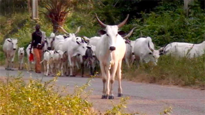 Nigerian Cattle, Araromi Obu, Ondo, Nigeria. #JujuFilms