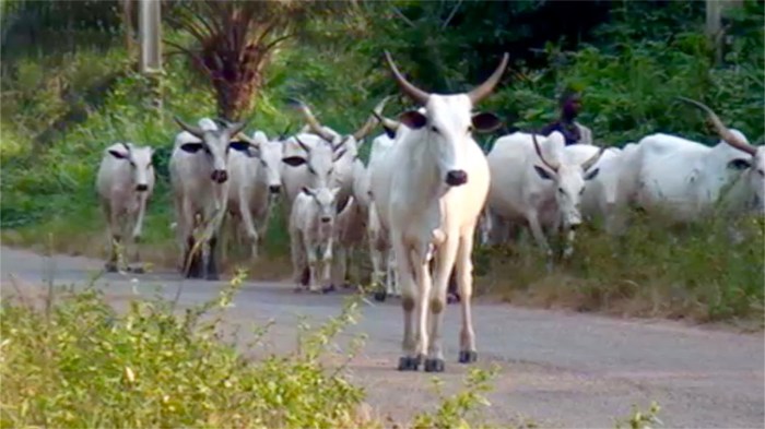 Nigerian Cattle, Araromi Obu, Ondo, Nigeria. #JujuFilms