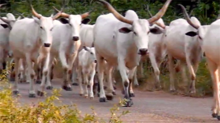 Nigerian Cattle, Araromi Obu, Ondo, Nigeria. #JujuFilms