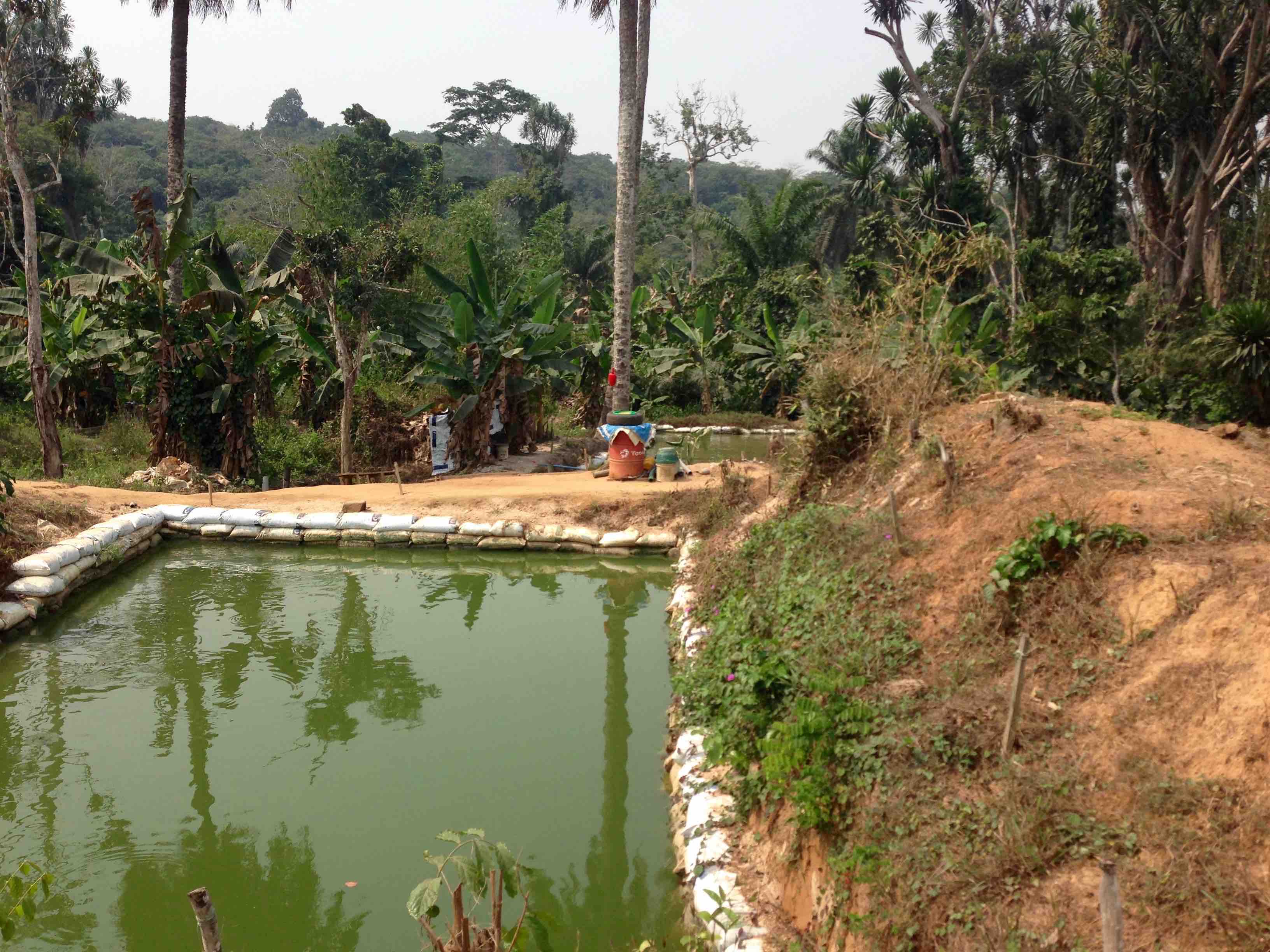 Sustainable Fish Farming Community in Alakuko, Ogun State, Nigeria. #JujuFilms