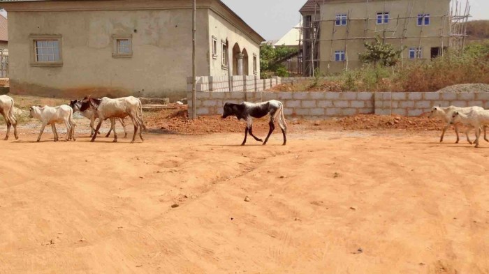 Keteku Cattle and Fulani Herdsman in Ushafa Village, FCT, Abuja, Nigeria. #JujuFilms