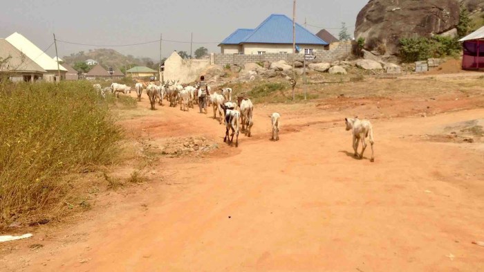 Keteku Cattle and Fulani Herdsman in Ushafa Village, FCT, Abuja, Nigeria. #JujuFilms