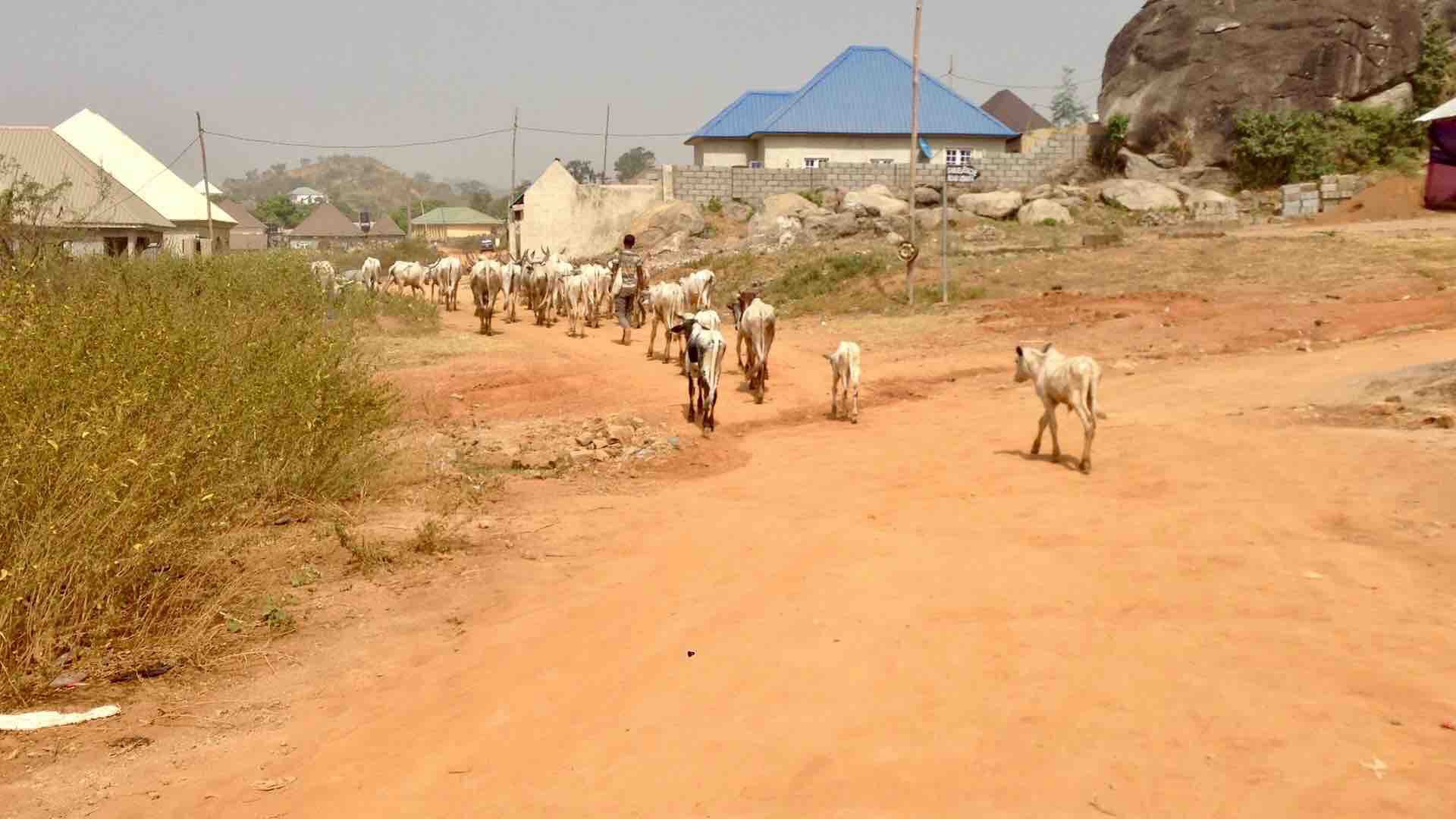 Keteku Cattle and Fulani Herdsman in Ushafa Village, FCT, Abuja, Nigeria. #JujuFilms